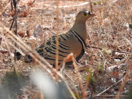 Four-banded sandgrouse